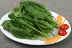 【孕妇能否吃菠菜】