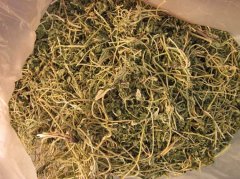 服用益母草的危害