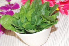 【菠菜没熟可以吃吗