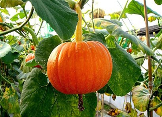 不能和南瓜一起吃的食物 一定要记住