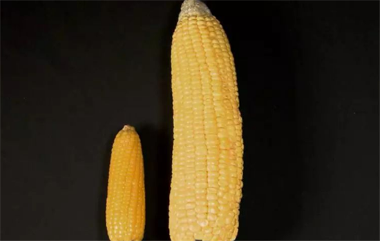 不同颜色的玉米有哪些不同营养价值