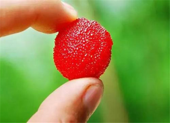 孕妇吃杨梅的好处有几个