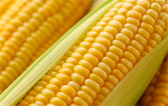 玉米有哪些營養價值