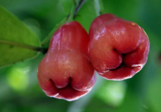 莲雾的功效与作用