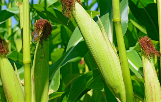 孕婦吃玉米有哪些好處