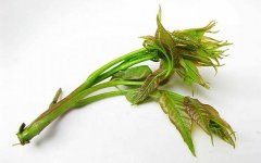 香椿的禁忌人群