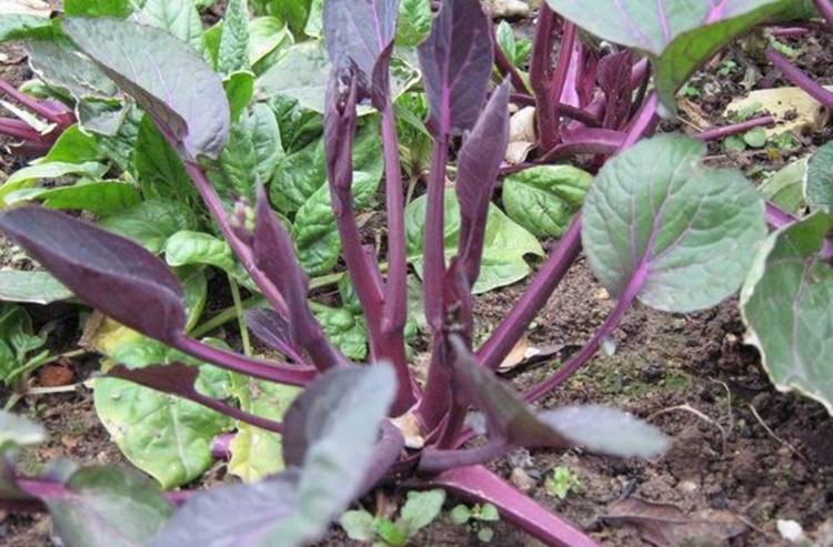 红菜苔和白菜苔的功效