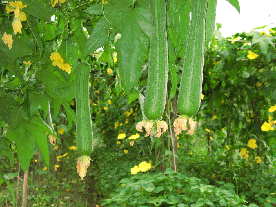 丝瓜的种植条件