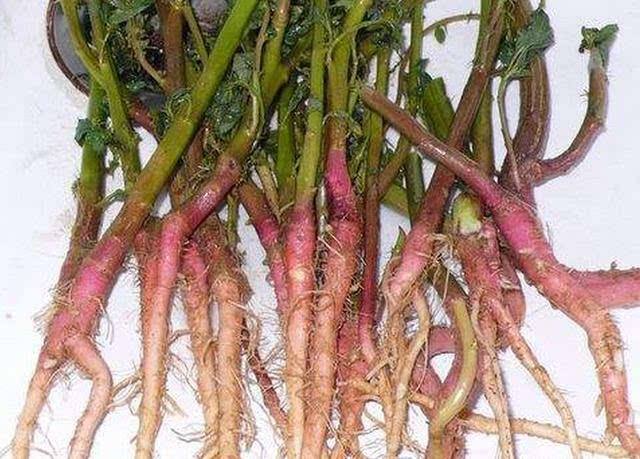 苋菜根要去除吗