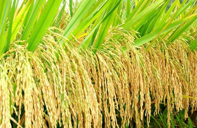杂交水稻是不是转基因