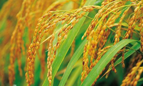 杂交水稻不是转基因