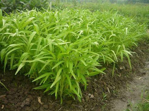 通心菜不能和什么一起吃