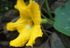 南瓜花花蕊能吃吗 苹果绿