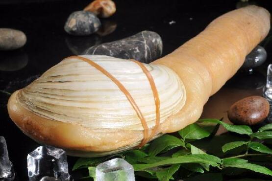 象拔蚌的营养价值 象拔蚌的功效与作用 怎么吃 孕妇可以吃吗 苹果绿