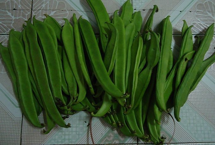 人群养生 孕妇刀豆是我们比较常见的一种蔬菜,外观与四季豆, 扁豆无疑