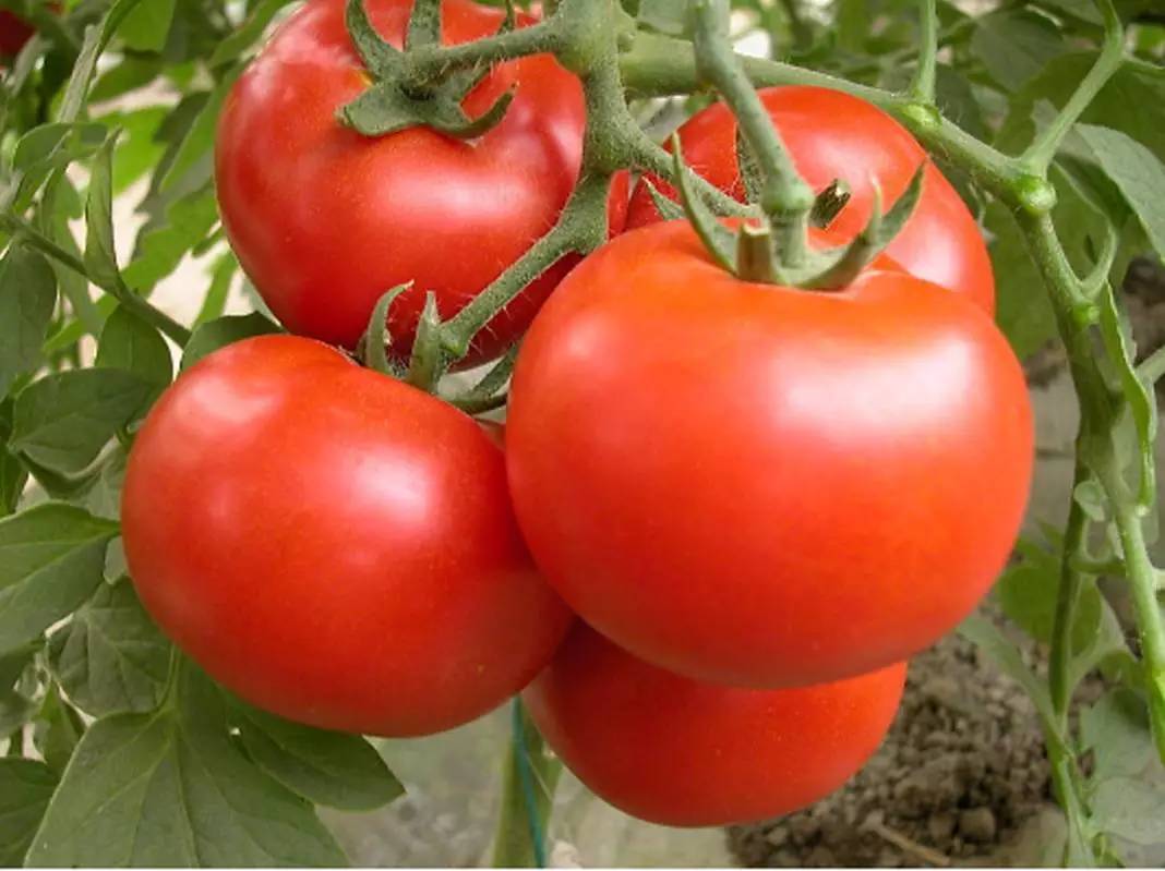 西红柿的种类有哪些图片