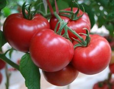 西紅柿能和黃瓜一起吃嗎