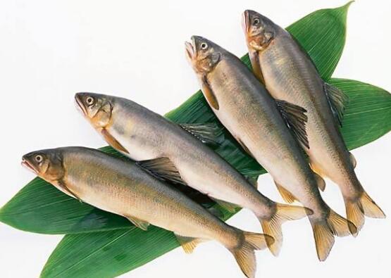 鳓鱼的营养价值