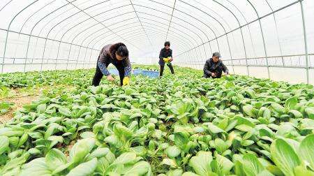 六月份种植蔬菜的注意要点