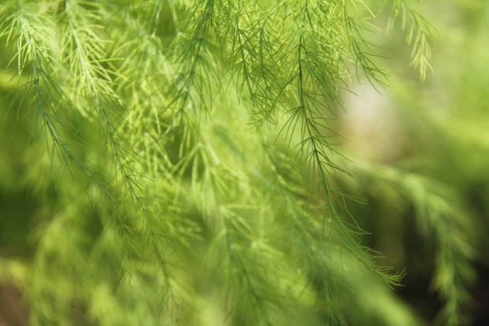 芦笋叶子可以吃吗