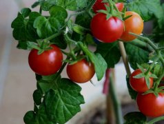 番茄去皮吃有營養嗎