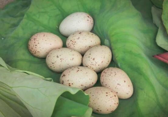 野鸡蛋的营养价值