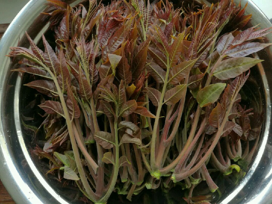 香椿树种子的药用价值