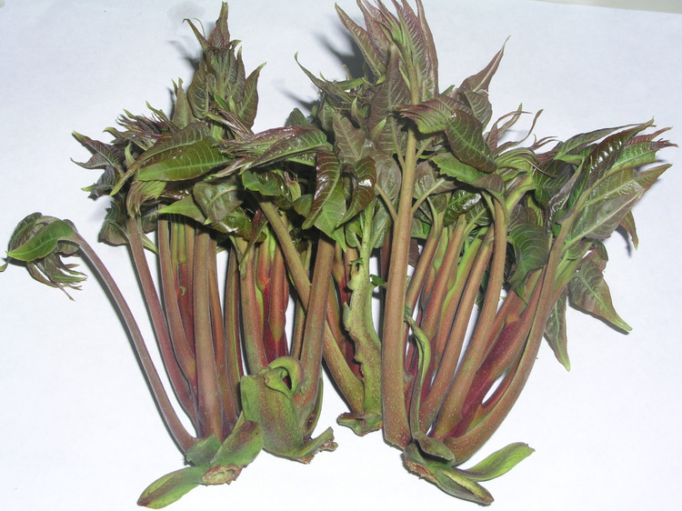 香椿树种子的药用价值