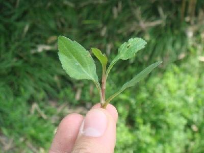 红梗菜需要焯水吗