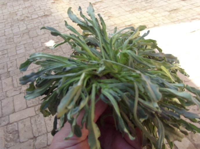 面条菜是酸性还是碱性