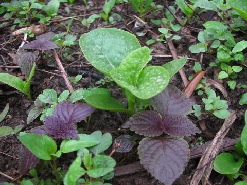 清明节种菜