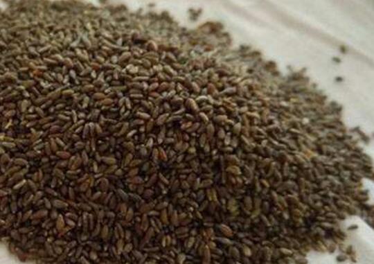 苹果绿 养生食谱白沙蒿籽实际上就是白沙蒿的种子了,所以说白沙蒿籽是