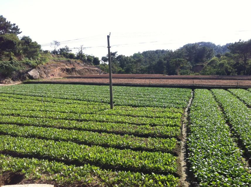 4月种菜的注意要点