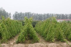 山药多少钱一斤
