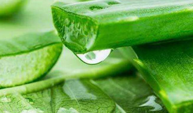 芦荟汁的功效与作用