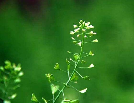 荠菜花怎么吃