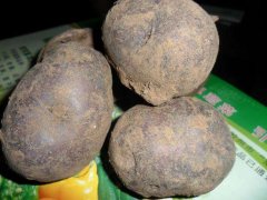 黑土豆是转基因吗