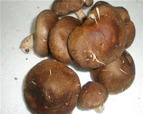新鲜香菇发霉图片图片