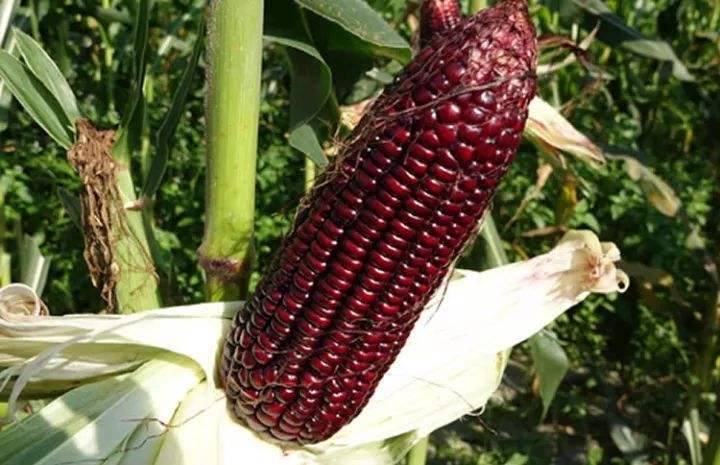 黑玉米的功效作用