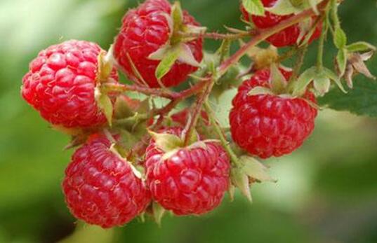 红树莓的营养价值