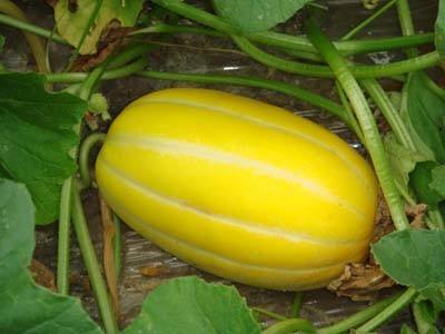 香瓜瓤籽可以吃吗