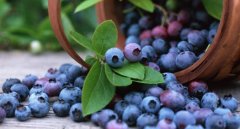 吃藍莓能減肥嗎_藍莓怎么吃減肥