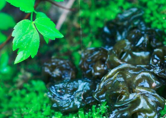 地皮菜可以和豆腐一起吃吗