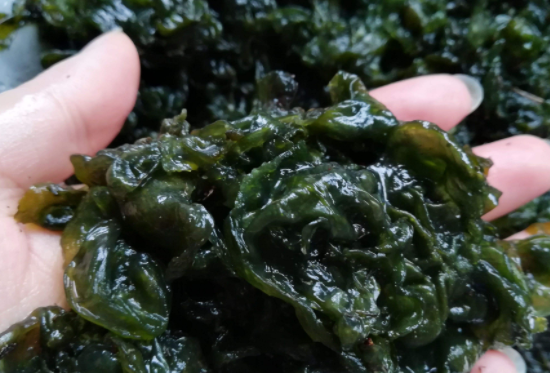 来月经的时候可以吃地皮菜吗