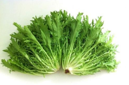 苦菜可以补血吗