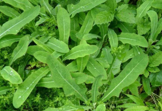 苦菜可以补血吗
