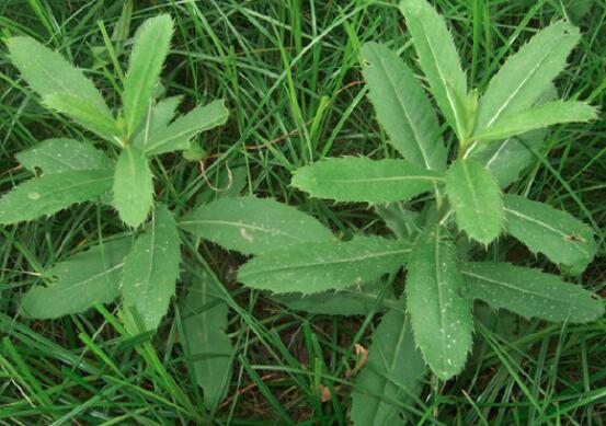 蓟菜的功效与作用