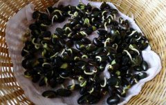 黑豆发芽可以吃吗