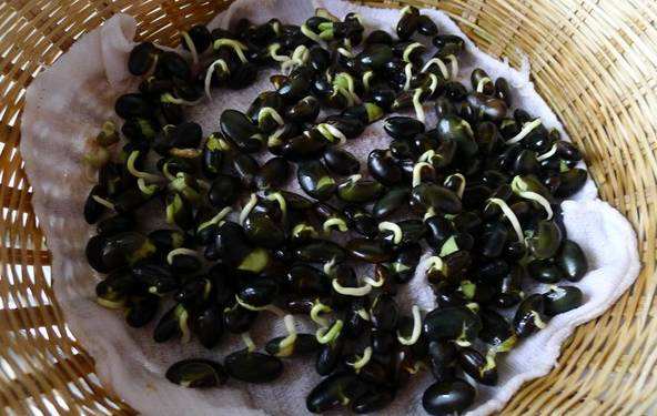 黑豆种子发芽过程图片图片
