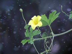 夏天吃苦瓜有什么好